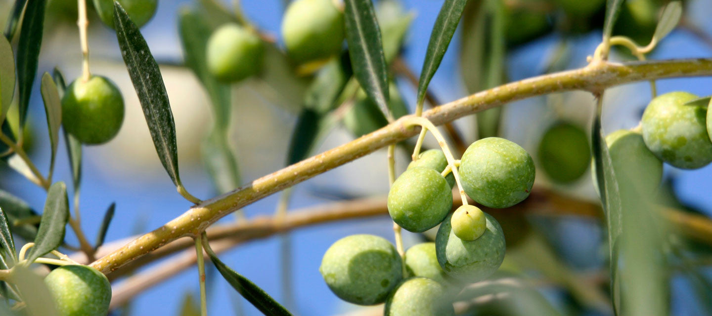 olive tree create olive oil